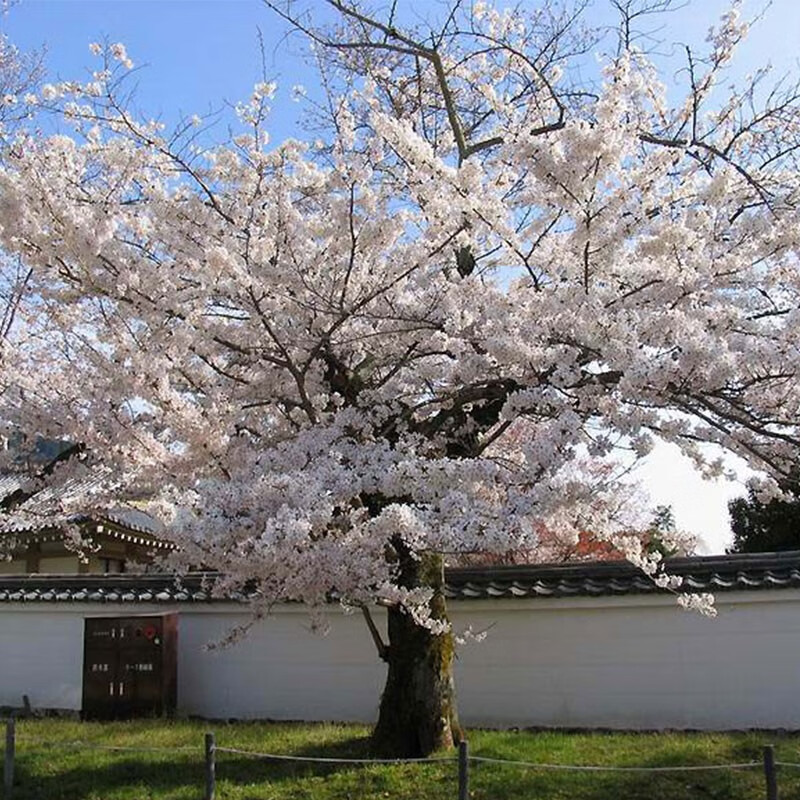 高档庭院花卉 日本樱花树苗 花园庭院观花树苗 染井吉野 印花1加仑