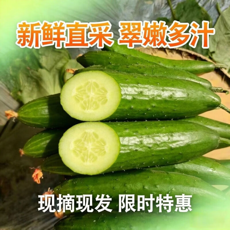 农家种植绿黄瓜爽口脆甜苏北新鲜当季现摘生吃水果小黄瓜减脂简餐 当日采摘 5斤 净重