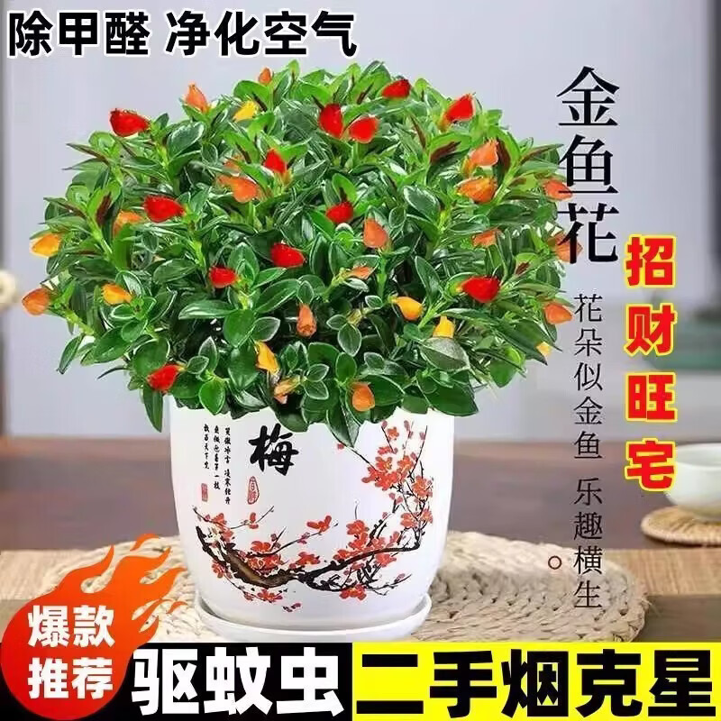 金鱼吊兰鱼花盆栽四季室内客厅阳台开花好养耐寒植物旺宅带花带盆 招财金鱼吊兰3盆【盆+原土肥料】