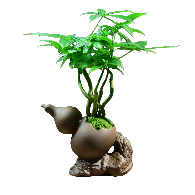 自然空间招财树盆栽桌面绿植室内盆景 福葫艺术紫砂盆多杆发财树 源头直发