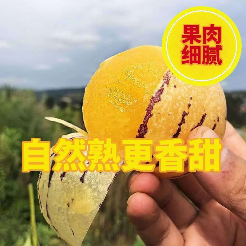 云南石林人参果水果新鲜应季孕妇当季圆果黄肉黄心人生树上熟整箱 正宗云南人参果【爆甜多汁】地头价 净重:5斤特大果(单果100g起)超高回购