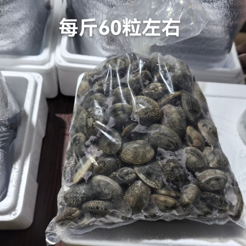 丹东鲜花甲蛤蜊花甲鲜活花甲原产地直发 中号4斤（每斤约60粒）