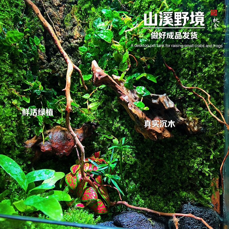 封茗苔藓微景观水陆盆景办公室桌搭树蛙养鱼蟹生态雨林缸室内绿植造景 树门精灵-做好发货+植物灯