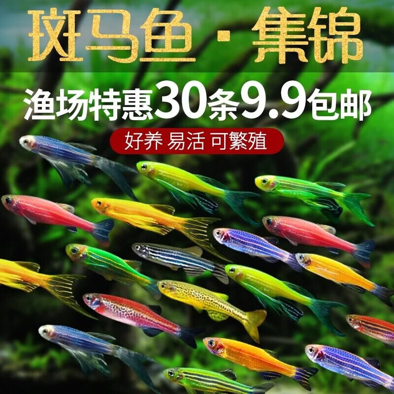 ���ڲ�������С���߲ʰ����������С�͵�ˮ�����ȴ��������̵ƽ���С��ȸ������ ��ɫ����25��5���� 1-3cm 9.89Ԫ