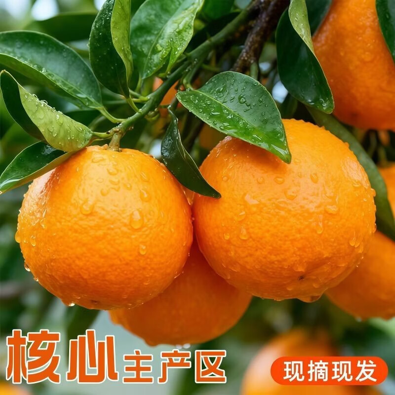 春公子正宗四川果冻橙爱媛38号新鲜当季水果孕妇薄皮柑橘子手剥橙子 带箱3斤装 大果70-75mm新鲜超甜