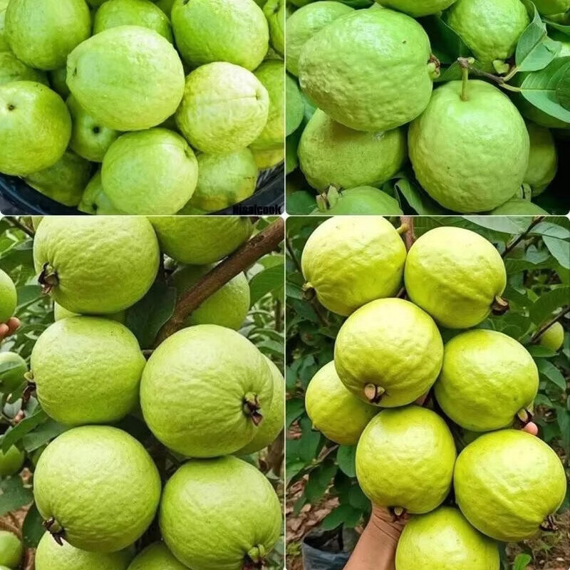 珍山辛农当季新鲜芭乐香糯软心低卡低热量轻食红白心双拼番石榴孕宝妈水果 白心奶油芭乐【产地推荐款】 5斤【家庭聚会款】