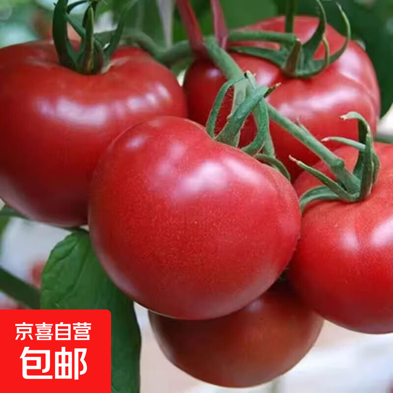 【小宝宝果】迷你西红柿宝宝果番茄新鲜蔬菜水果产地限量批发价 带箱 2斤 装（单果30g-50克以上） 1.8斤
