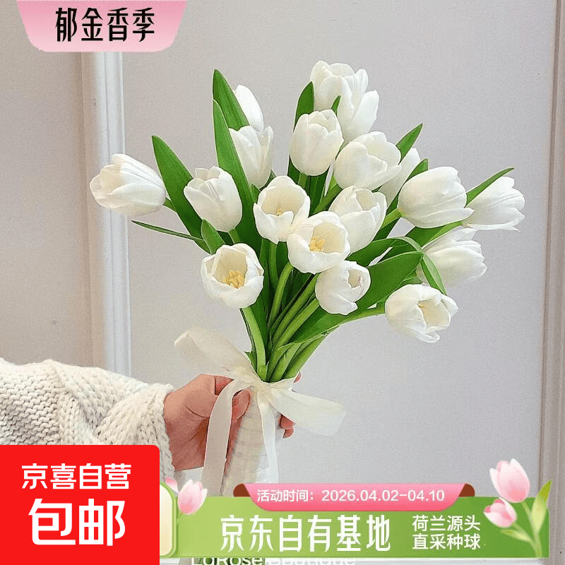 郁金香鲜花随机色云南源头直发 【珍珠白】郁金香鲜花20枝