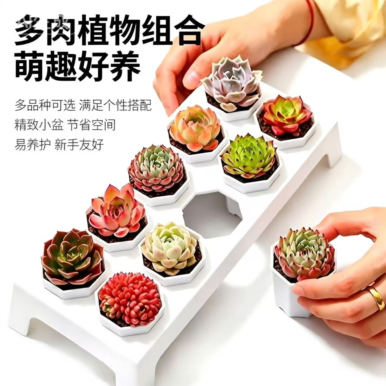 ����ֲ����������ײ� 10��+����+�м�+Ӫ����5.49Ԫ