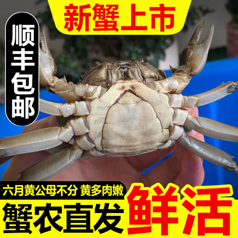 【活蟹】网兜蟹六月黄鲜活小螃蟹净重足重淡水大闸蟹公母河蟹 五元蟹[0.8-1.1两]10只+2只备损