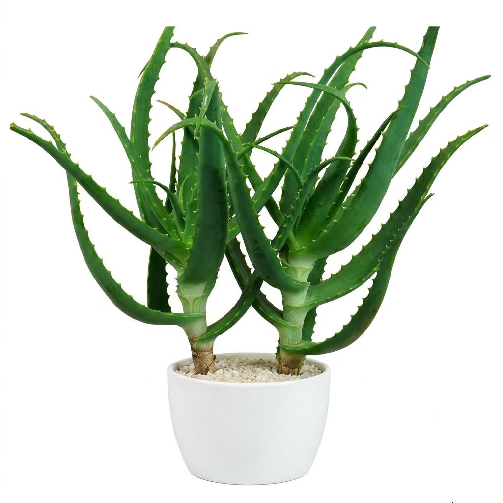 木立芦荟龙爪菊盆栽可药用 鲜新叶片苗老桩室内绿植多肉植物花卉 10年 药用老叶片 8片左右/斤