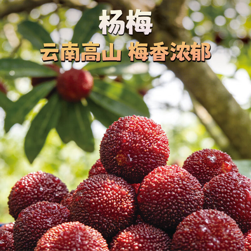 异果恋云南杨梅【JD空运】新鲜当季应季时令水果 鲜嫩多汁多地次日达 2斤装（小蓝子装）