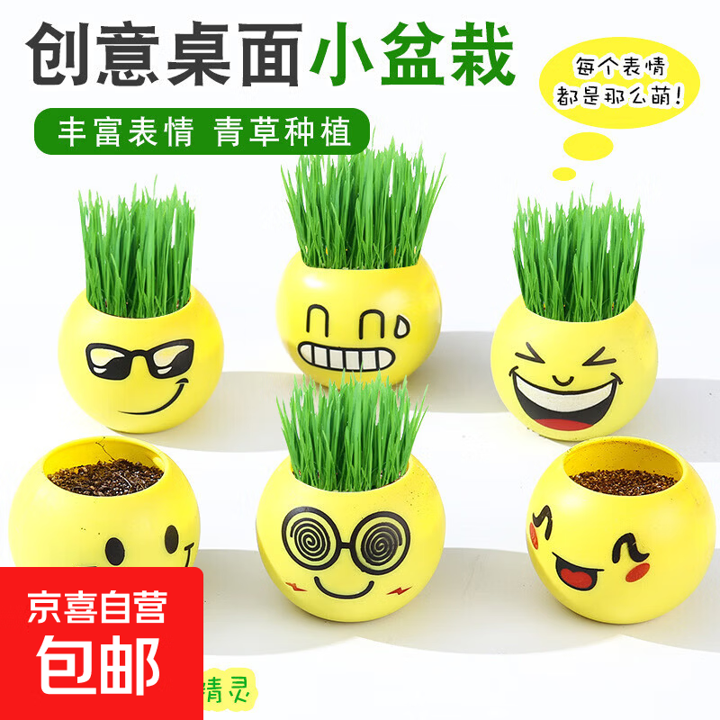 创意草头娃娃迷你小盆栽植物观察生长绿植学生儿童礼物图案随机发 草头娃娃一个（图案随机发）