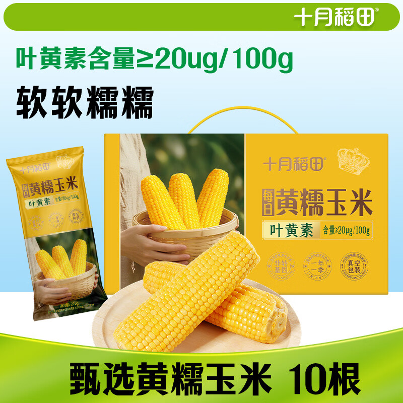 十月稻田 黄甜糯玉米 10根 4.4斤 东北甜黏玉米棒 杂粮礼盒 早餐苞米