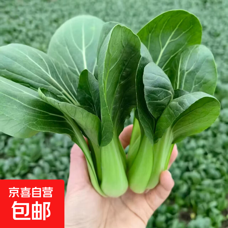 农家自种上海青纯天然无公害无农残小青菜新鲜菜心火锅减值蔬菜 农家现摘小青菜【1斤】