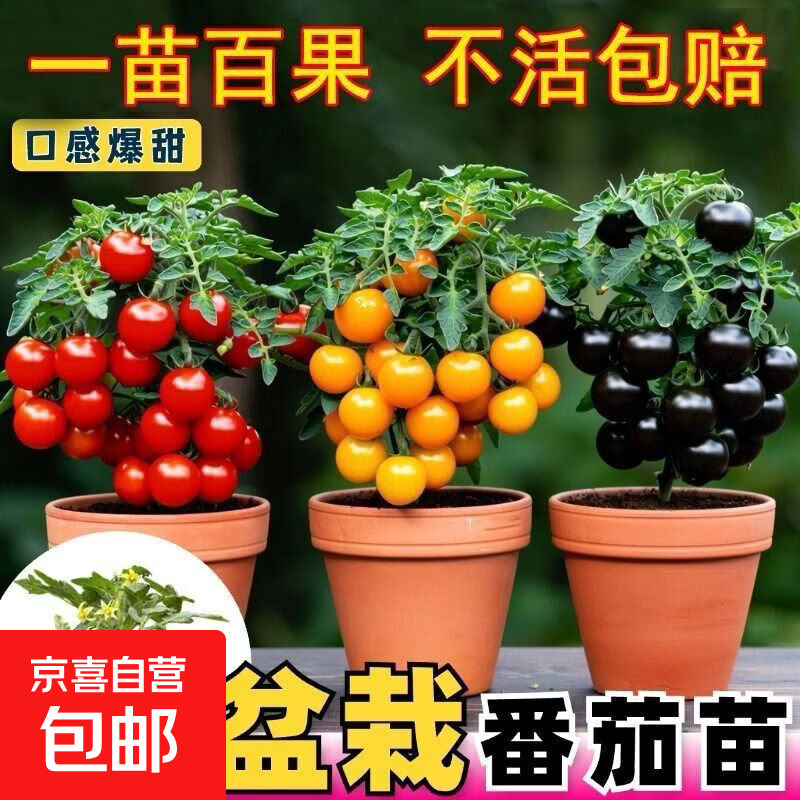 爆满盆盆栽矮生番茄秧苗红黄黑小番茄种子樱桃小西红柿盆栽阳台 AAA:盆栽番茄苗【3棵红+3棵绿+3颗黄】送肥