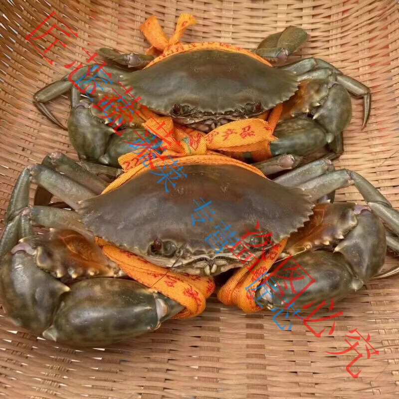 【新年礼盒装】正宗三门青蟹鲜活大膏蟹大公蟹海鲜水产包肥包活 单只6-7两 母膏蟹2只装
