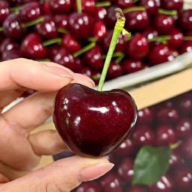 果伦滋正宗山东大樱桃 国产车厘子【JD多地次日达】当季新鲜水果整箱 4斤(净重) 优选单果20-26mm 整箱4-5斤