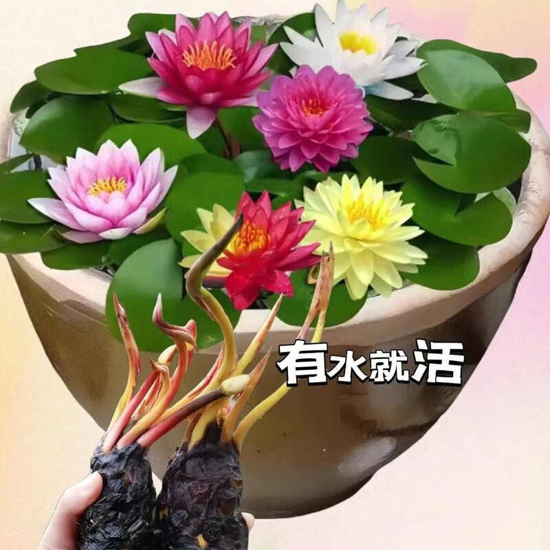 睡莲水培植物四季水养莲花苗耐寒大睡莲根块荷花睡莲苗带花苞发货 睡莲盲盒【1棵】当年开花