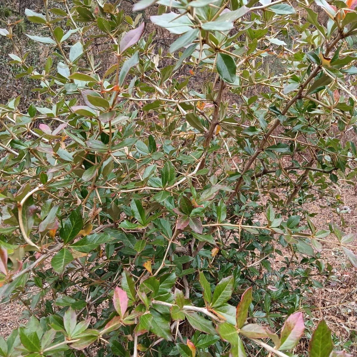 【地狱级苦味】四川老川黄连 三颗针清心火圣品 熬夜上火党必备 地狱苦川连 500g*1包