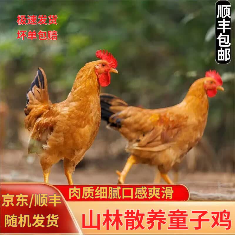 顺丰散养小公鸡正宗未打鸣童子鸡刚打鸣小公鸡土鸡走地鸡新鲜鸡肉 童子鸡1.3斤/只（3只）