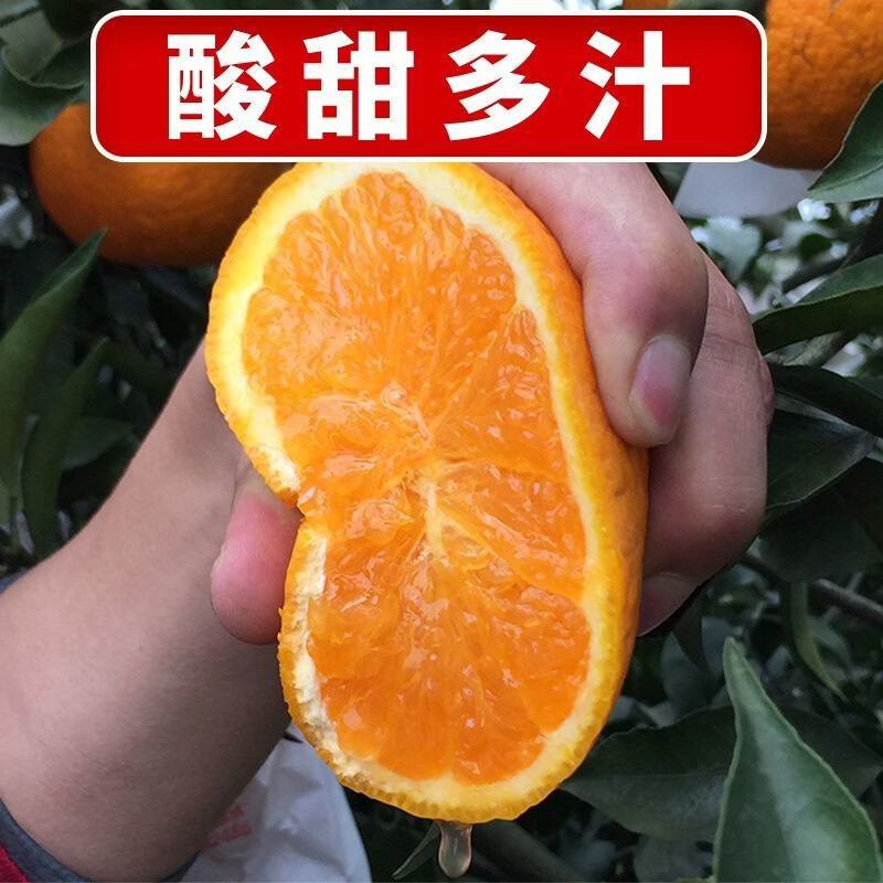 春公子四川青见果冻橙子应季新鲜水果手剥橙子孕妇手剥橙 带箱3斤【精品特大果80-85mm】 正宗四川青见果冻橙