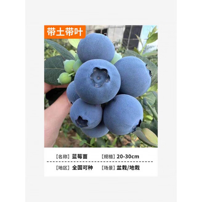 NICESKY特大蓝莓树果苗带果发大果蓝莓树苗南方北方盆栽地栽四季种植果树 蓝莓小苗【原盆原土】高度20-30厘米