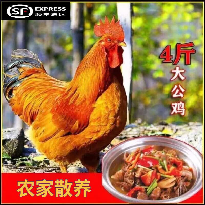 京东/顺丰直达正宗公鸡农家散养土鸡走地鸡溜达鸡当年大公鸡批发 公鸡杀后净重6斤