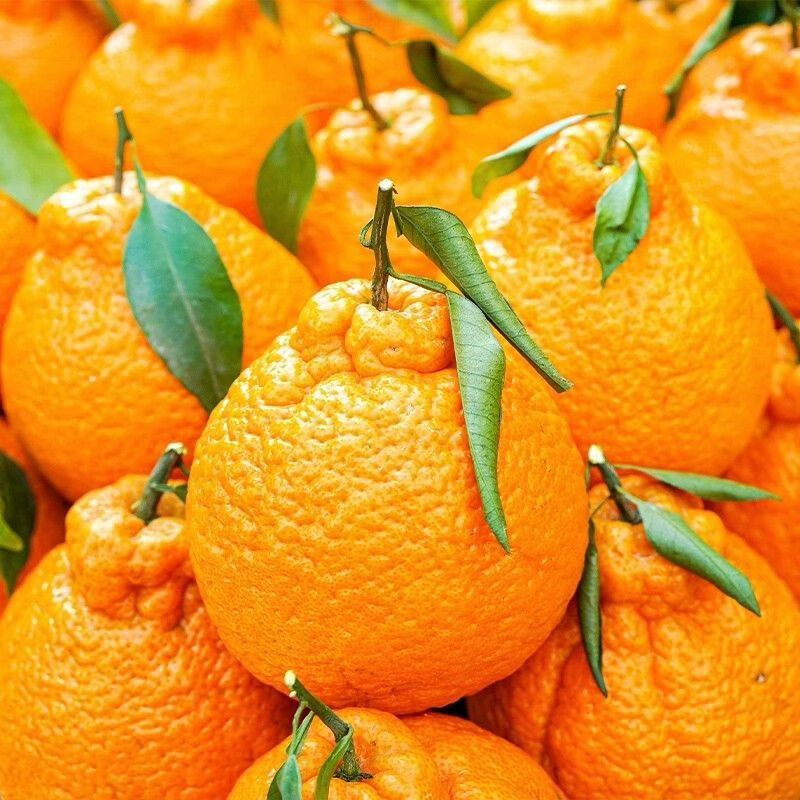 春公子四川丑橘不知火当季新鲜现摘应季水果桔子丑八怪 带箱3斤 大果【果径75-80mm】新鲜超甜