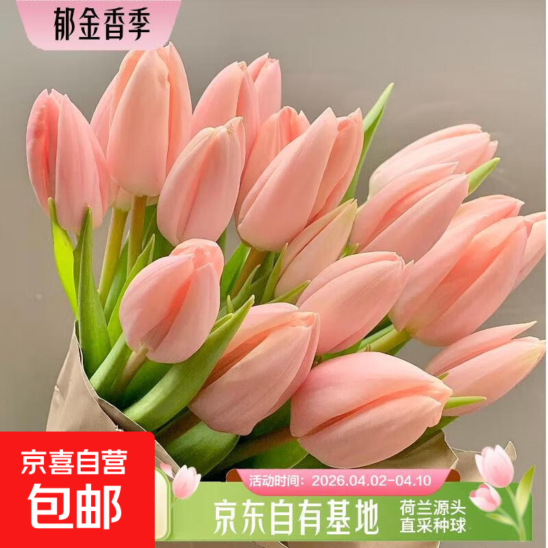 郁金香鲜花随机色云南源头直发 【樱花粉】郁金香鲜花20枝