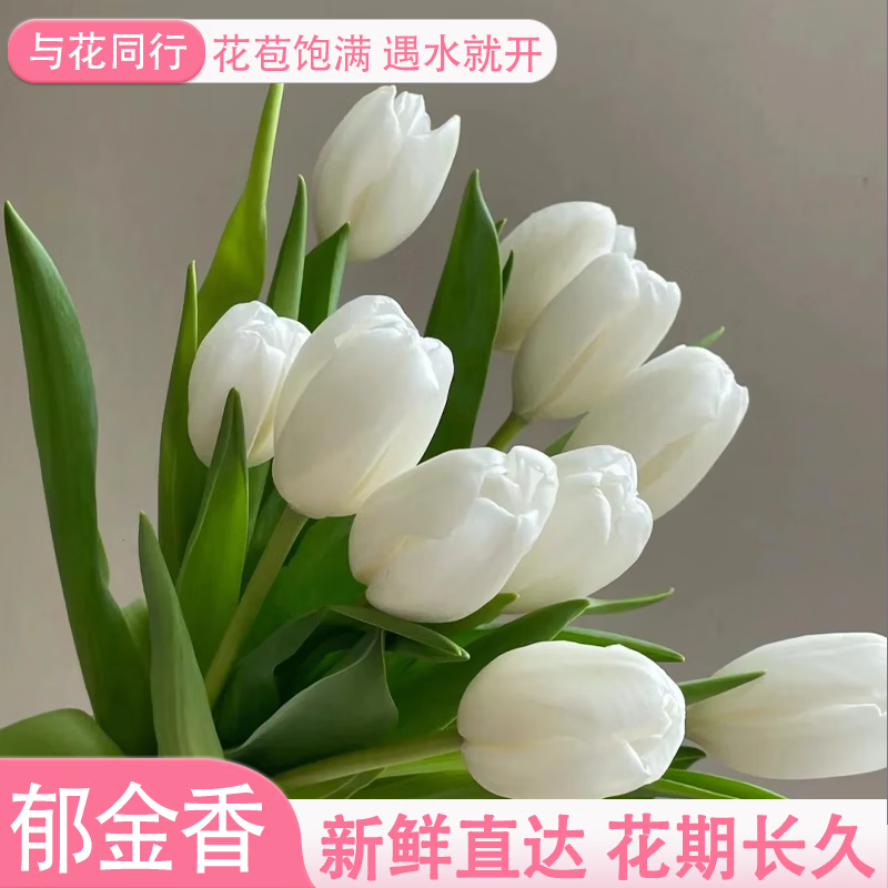 与花同行斗南鲜花基地郁金香鲜花送礼花束室内办公室家居水培鲜切花包邮 【10枝】随机单色郁金香 生花苞发货  养护后开放变大