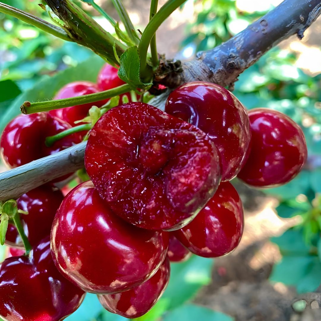 果伦滋正宗山东大樱桃 国产车厘子【JD多地次日达】当季新鲜水果整箱 4斤(净重) 优选单果20-26mm 整箱4-5斤