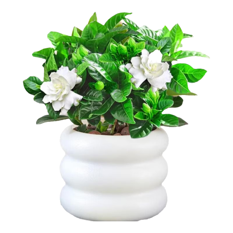 肉管家栀子花盆栽组合土培室内阳台浓香花卉四季好养绿植净化空气植物 栀子花+轮胎盆+肥料