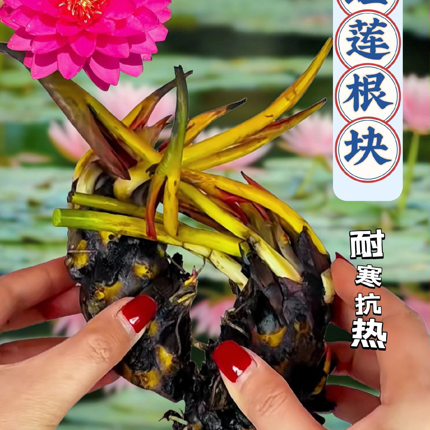 睡莲水培植物四季水养莲花苗耐寒大睡莲根块荷花睡莲苗带花苞发货 睡莲盲盒【1棵】当年开花