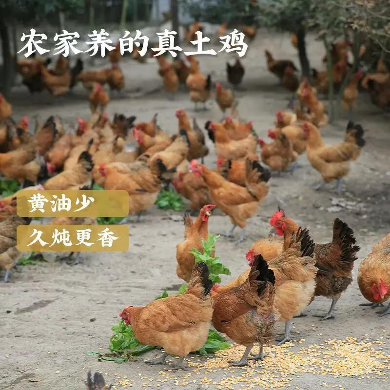 顺丰散养小公鸡正宗未打鸣童子鸡刚打鸣小公鸡土鸡走地鸡新鲜鸡肉 童子鸡1.3斤/只（3只）