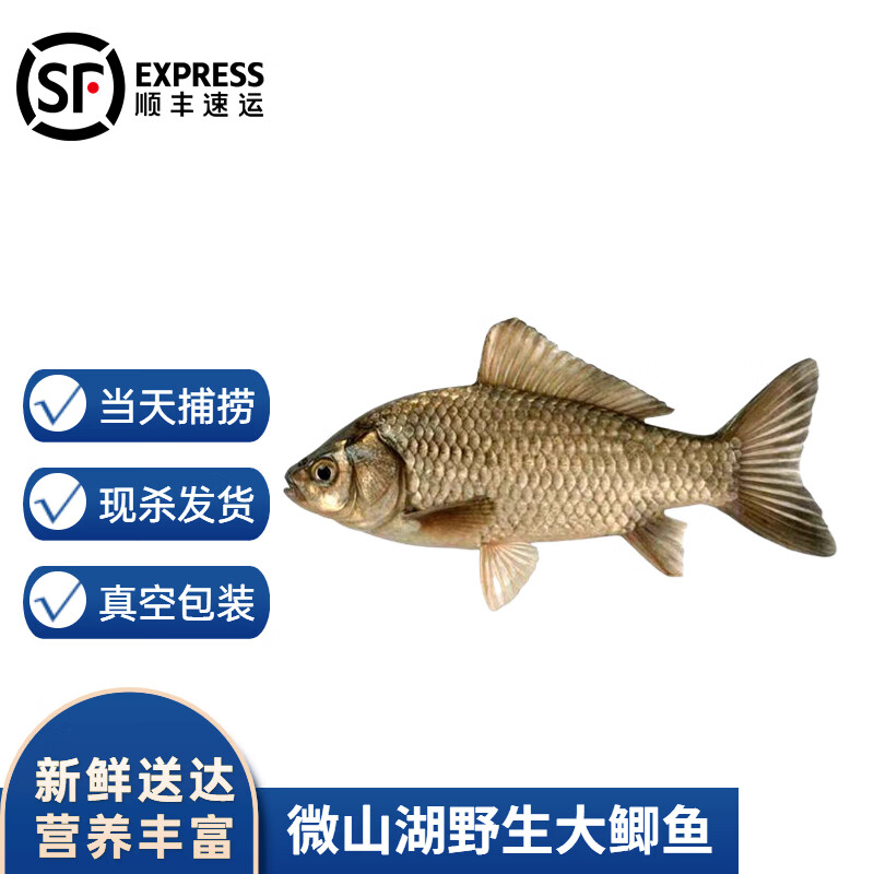 沢素湾 微山鲫鱼 湖区鲜活现杀淡水鲫鱼 大鲫鱼 大鲫鱼2斤装(共4-6条)