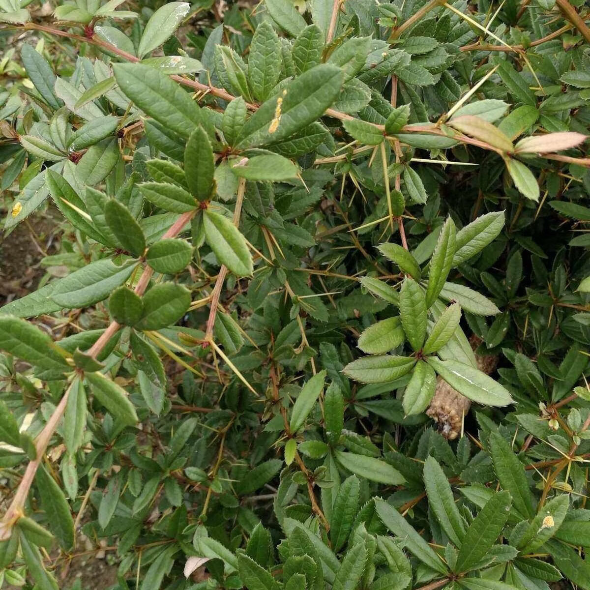 【地狱级苦味】四川老川黄连 三颗针清心火圣品 熬夜上火党必备 地狱苦川连 500g*1包