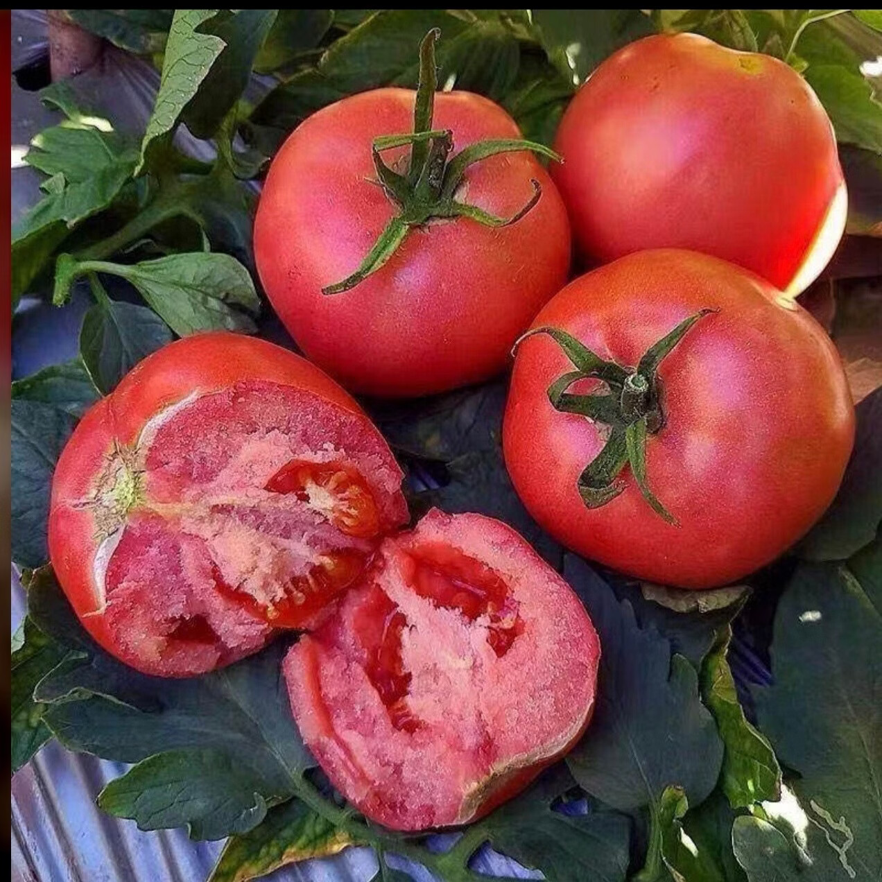 大凉山新鲜现摘铁皮柿子自然熟番茄 新鲜现摘铁皮柿子自然熟番茄 5斤 净重五斤