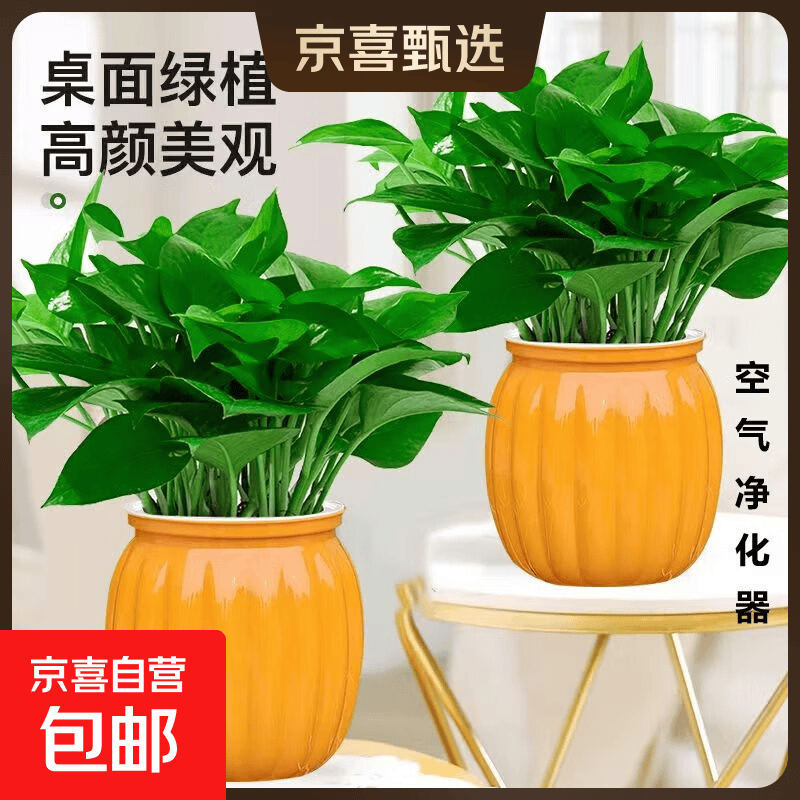 特价绿萝盆栽室内客厅办公室吸甲醛净化空气水培植物绿植花卉好养 【畅销2盆】绿萝+橙色南瓜盆自吸水 整体含盆高度20-25cm