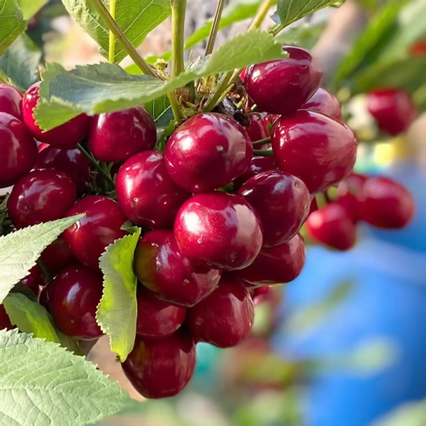 JDBMO大连美早大樱桃国产车厘子【顺丰/京东-多地次日达】当季新鲜水果 2斤(净重) 实惠装 巨无霸3j 单果30-32mm