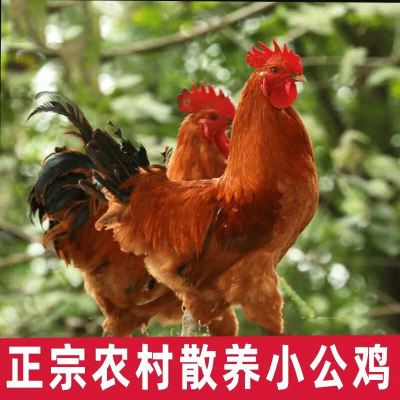 顺丰散养小公鸡正宗未打鸣童子鸡刚打鸣小公鸡土鸡走地鸡新鲜鸡肉 童子鸡1.3斤/只（3只）