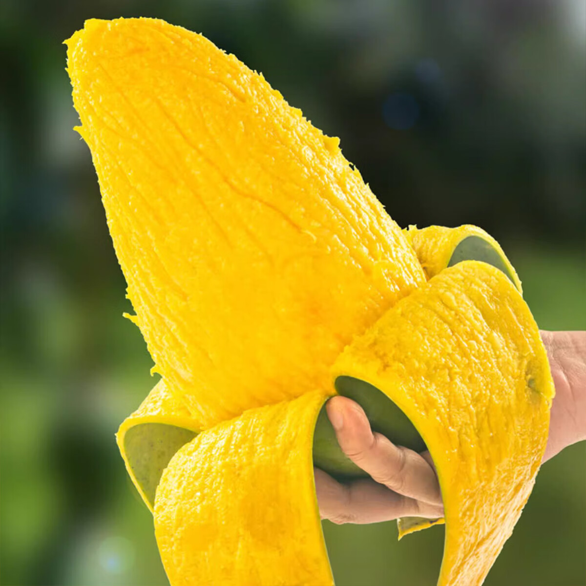 鲜福林现货越南进口大青芒水果当季新鲜甜心芒果大芒果包邮 净重4.5斤(单果400g起)