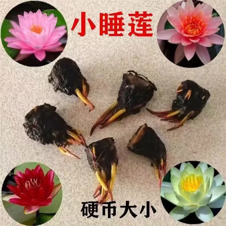 睡莲水培植物四季水养莲花苗耐寒大睡莲根块荷花睡莲苗带花苞发货 睡莲盲盒【1棵】当年开花