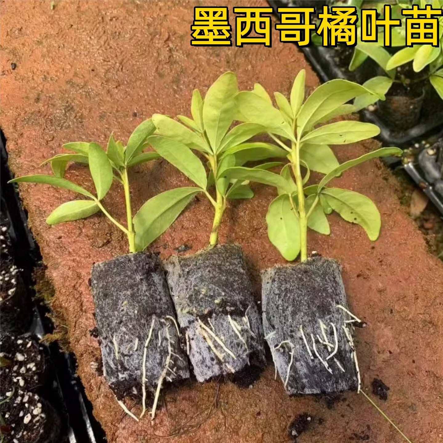 云南苗墨西哥橘叶苗无纺布苗绿色观叶植物盆栽室内外装饰花卉绿植 颜色 墨西哥橘叶杯苗【10棵】