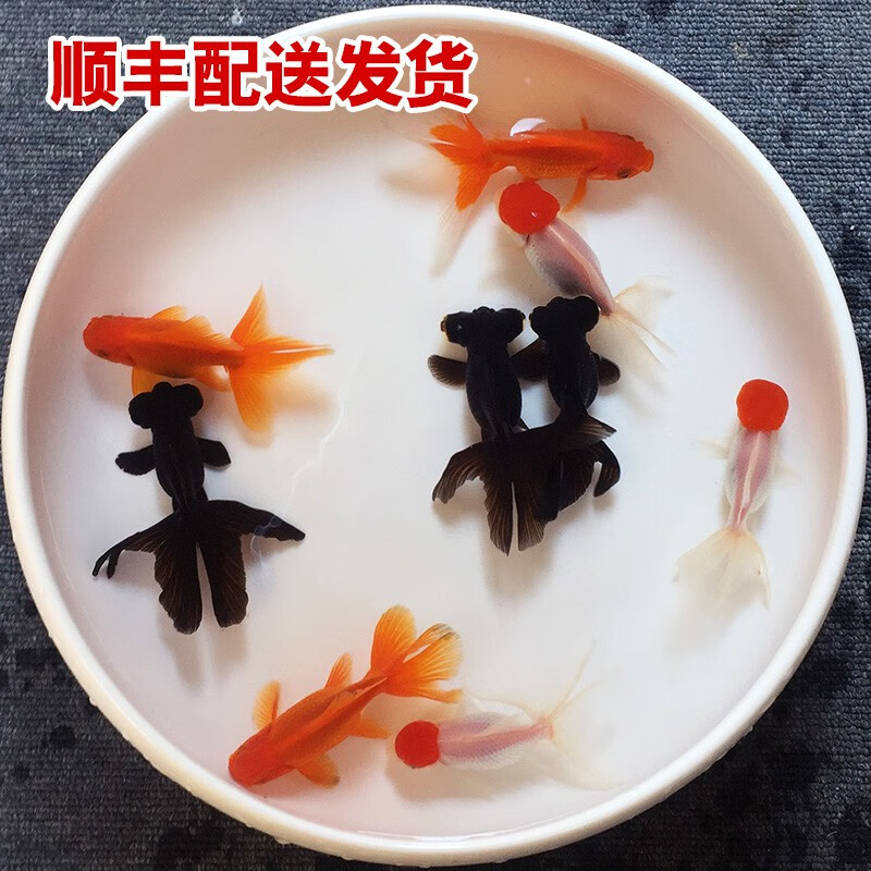 查看水族活体历史价格的App|水族活体价格走势图