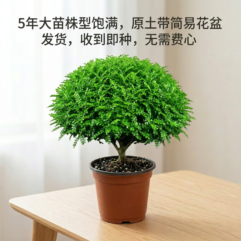 清香木胡椒木盆栽 室内驱蚊绿植 大苗好养易活客厅办公室桌面植物 7年大苗+加仑盆+专用肥
