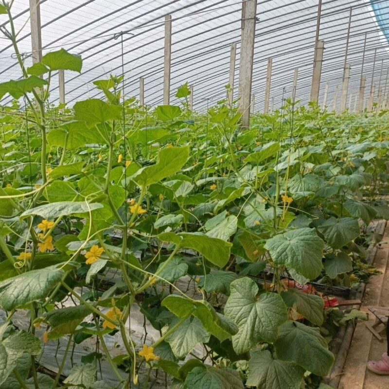 农家种植绿黄瓜爽口脆甜苏北新鲜当季现摘生吃水果小黄瓜减脂简餐 当日采摘 5斤 净重