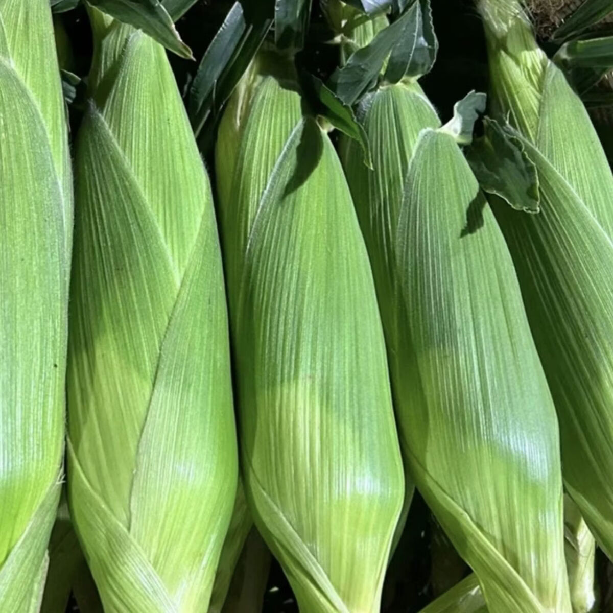 现摘水果玉米新鲜甜玉米嫩玉米新鲜玉米生吃爆浆即食代餐包邮 带箱(5-5.5斤)实惠装