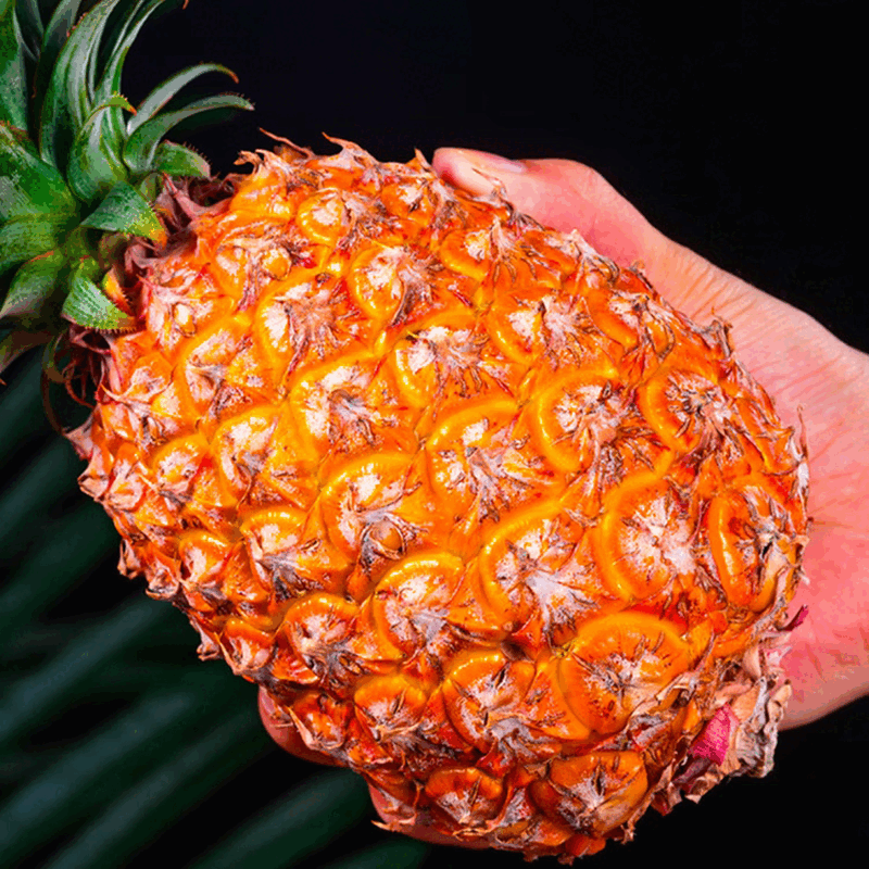 机林有果正宗海南金钻凤梨新鲜水果手撕凤梨甜蜜蜜香水金菠萝 9斤装【5-6个】实惠超值
