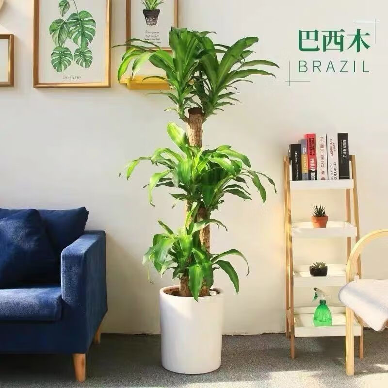新款巴西木带叶土培幸运木植物室内大盆栽大型绿植客厅办公室净化 高